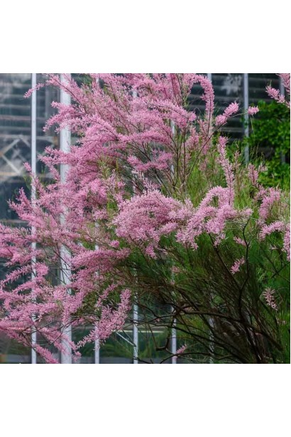 Озеленення схилів: Міцні корені зміцнюють ґрунт.